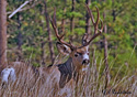 Odocoileus hemionus